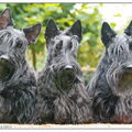 Schotse Terrier