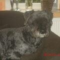 Bouvier