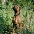 Rhodesian Ridgeback