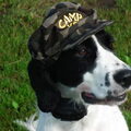 Engelse Springer Spaniel