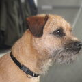 Border Terrier