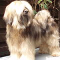 Tibetaanse Terrier