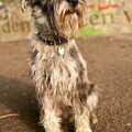 Schnauzer