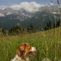 Kooikerhondje