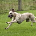Whippet