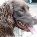 Engelse Springer Spaniel