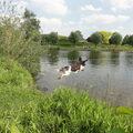 Engelse Springer Spaniel
