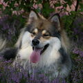 Finse Lappenhond