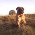 Boerboel