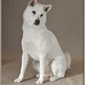 Kishu