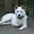 Kishu