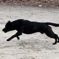 Labrador