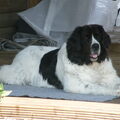 Landseer