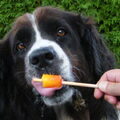 Landseer