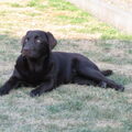 Labrador