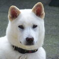 Kishu