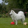 Keeshond, Grote