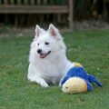 Keeshond, Grote