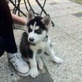 Alaskan Malamute
