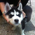 Alaskan Malamute