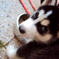 Alaskan Malamute