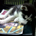 Alaskan Malamute