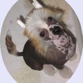 Chinese Naakthond