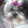 Maltezer