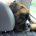 Boxer