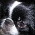 Japanse Spaniel