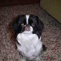 Japanse Spaniel