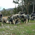 Krazski Ovcar