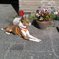 Basenji