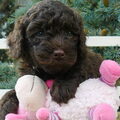 Labradoodle