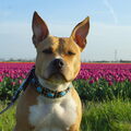 American Staffordshire Terrier