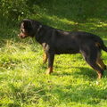 Rottweiler