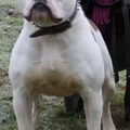 Amerikaanse Bulldog