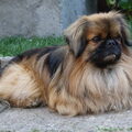 Pekingees