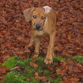 Rhodesian Ridgeback