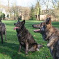 Hollandse Herdershond