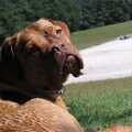 Bordeauxdog