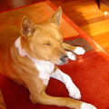Basenji