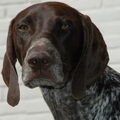 Duitse Staande Hond, Korthaar