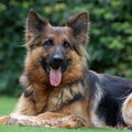 Oud Duitse Herdershond