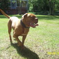 Bordeauxdog