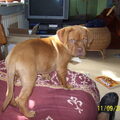 Bordeauxdog