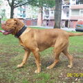 Bordeauxdog
