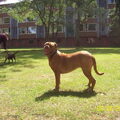 Bordeauxdog