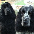Engelse Cocker Spaniel