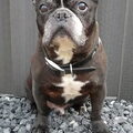 Franse Bulldog